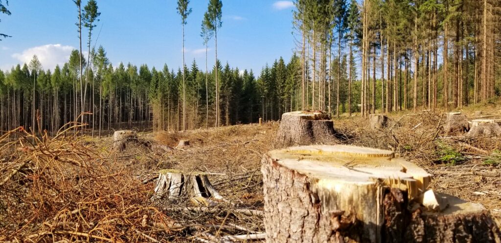 Лісові злочинні угрупування на Сумщині. Як створювались та чи будуть зупинені