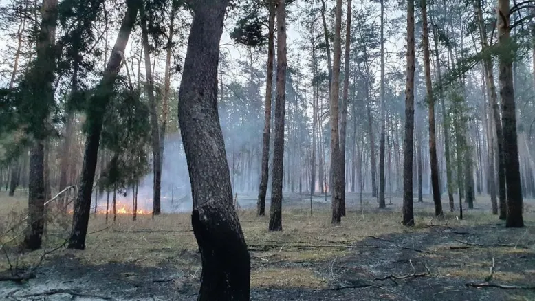 Оккупанты планируют восстановление лесов на левобережье Херсонщины
