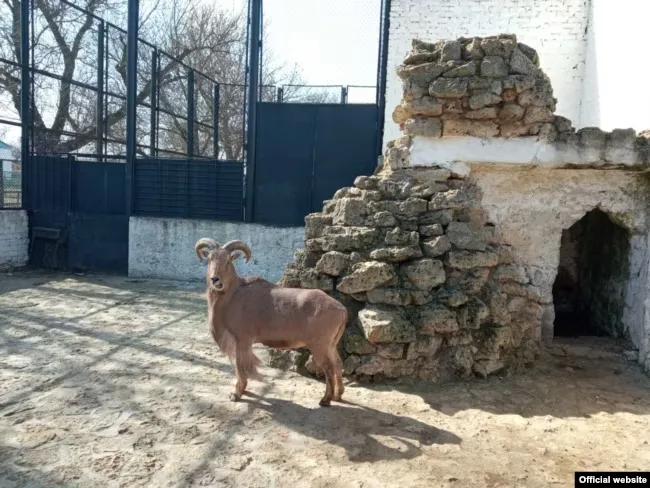 Окупаційна влада готує заповідник ‘Асканія-Нова’ до туристичного сезону