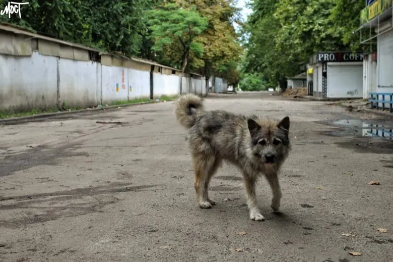 В Геническом районе оккупанты откроют центр для бездомных животных