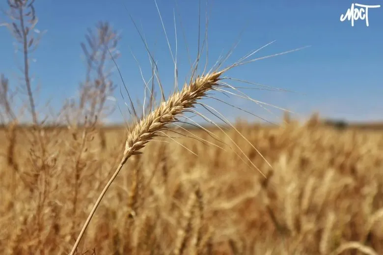 Турция и Египет покупают агропродукцию с оккупированной Херсонщины