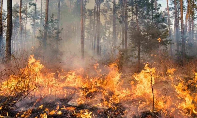 У Голопристаській громаді згоріло більше 24 гектарів лісу