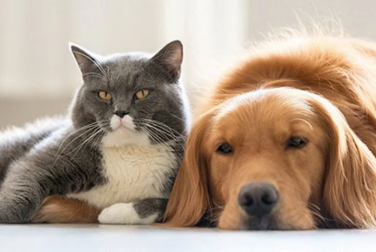 Херсонщина: наименьшее количество pet-friendly жилья в Украине