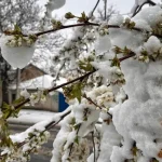 Різке зниження температури та заморозки в Бериславському районі